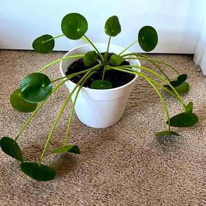 Live Chinese Money Plant
